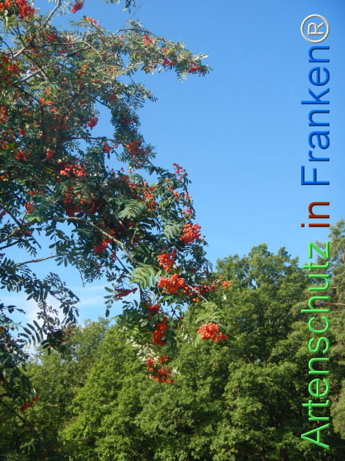 Bild zum Eintrag (1146176-160)