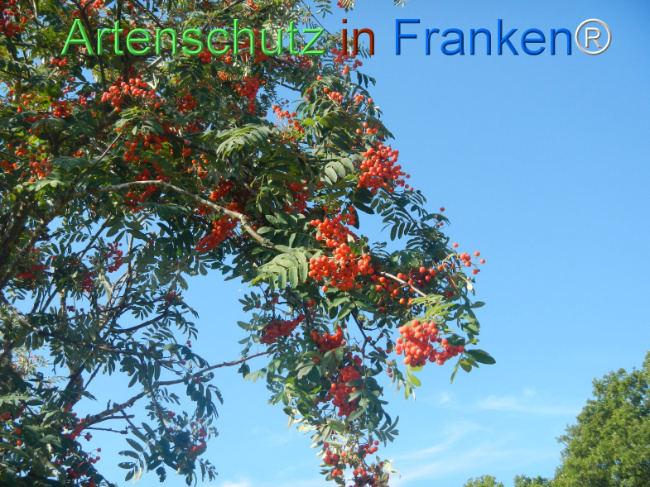 Bild zum Eintrag (1146177-160)
