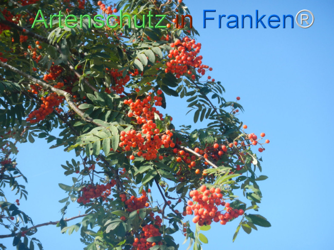 Bild zum Eintrag (1146178-160)