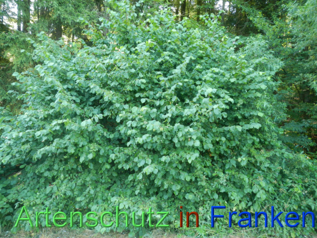 Bild zum Eintrag (1146377-160)