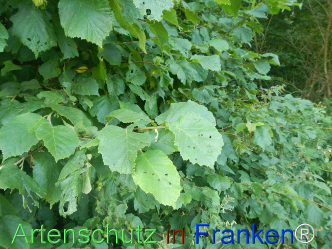 Bild zum Eintrag (1146385-160)