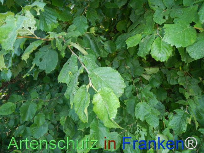 Bild zum Eintrag (1146386-160)