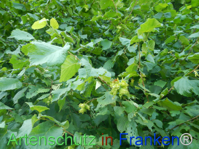 Bild zum Eintrag (1146392-160)