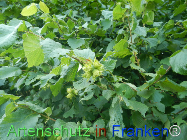 Bild zum Eintrag (1146393-160)