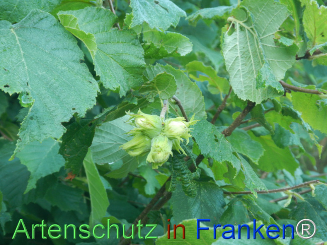 Bild zum Eintrag (1146394-160)