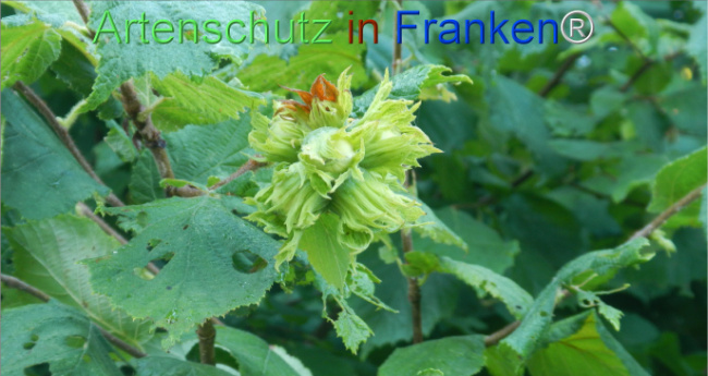 Bild zum Eintrag (1146395-160)