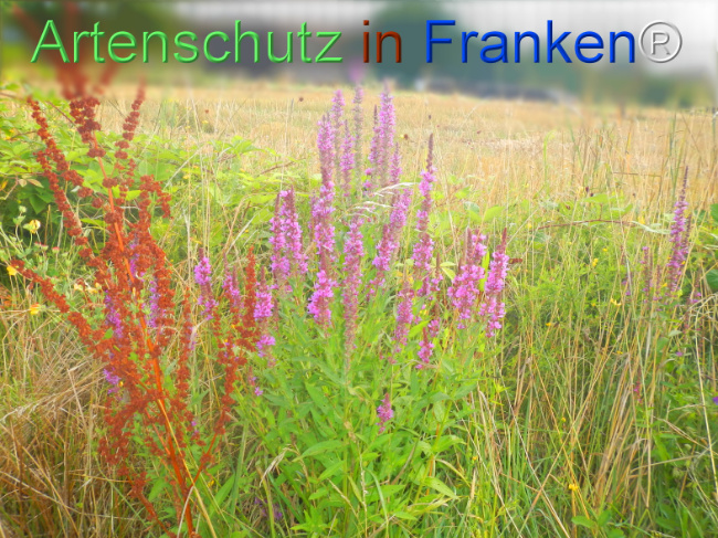 Bild zum Eintrag (1146440-160)