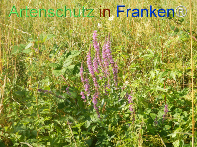 Bild zum Eintrag (1146444-160)