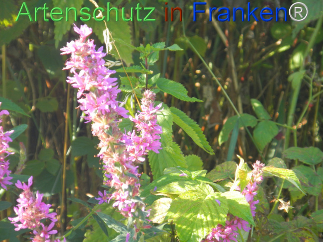 Bild zum Eintrag (1146445-160)