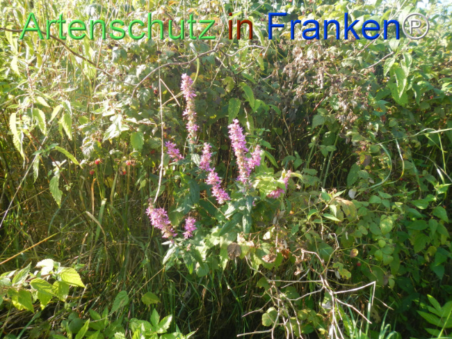 Bild zum Eintrag (1146446-160)