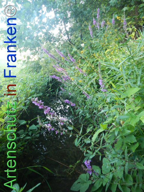 Bild zum Eintrag (1146453-160)