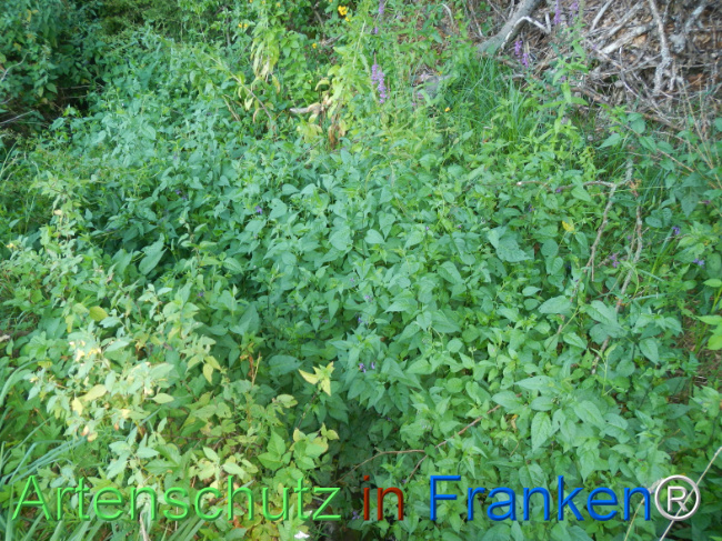 Bild zum Eintrag (1146562-160)