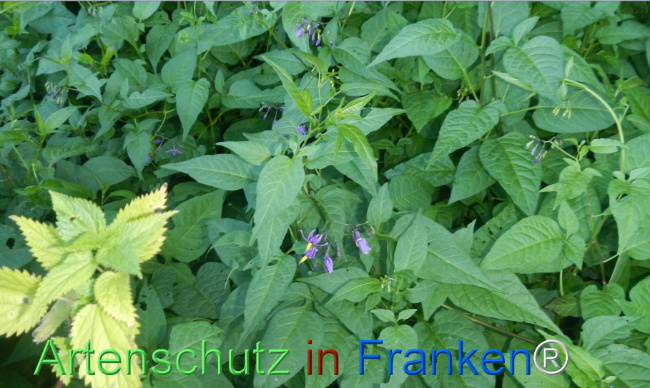 Bild zum Eintrag (1146564-160)
