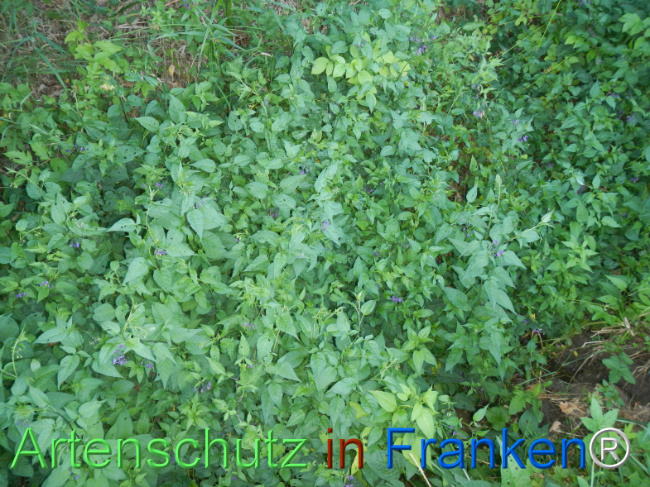 Bild zum Eintrag (1146566-160)