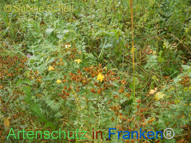 Bild zum Eintrag (1146653-160)