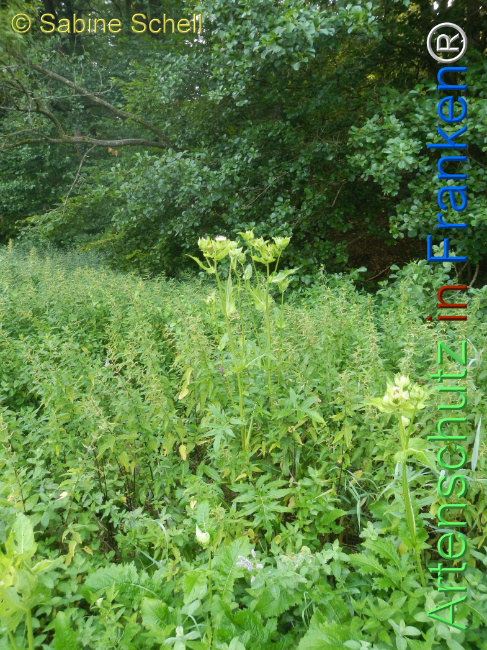Bild zum Eintrag (1146666-160)