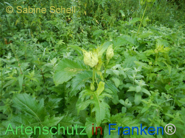 Bild zum Eintrag (1146667-160)