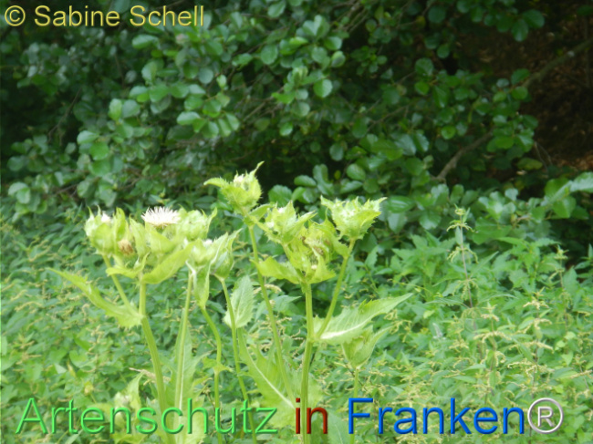 Bild zum Eintrag (1146669-160)