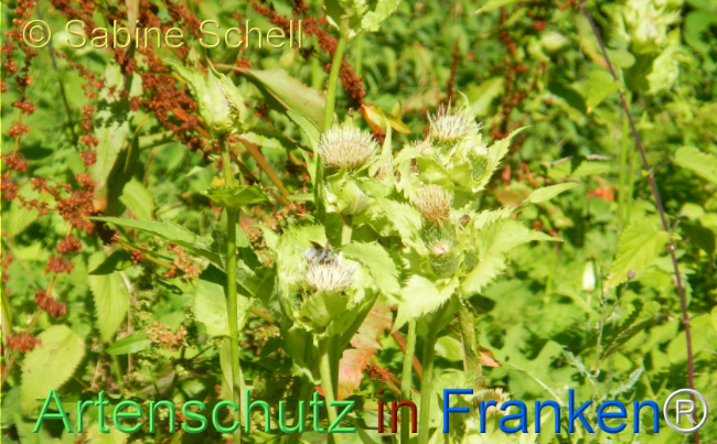 Bild zum Eintrag (1146674-160)