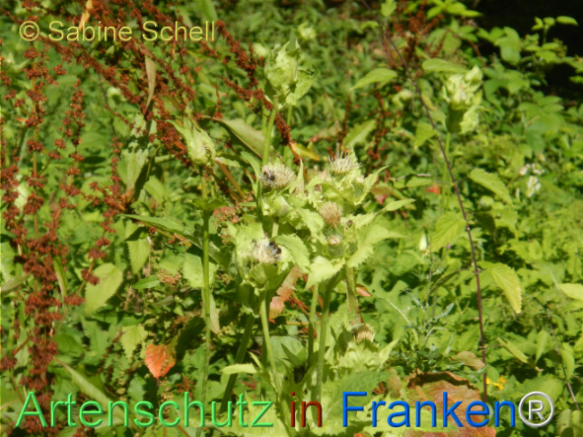 Bild zum Eintrag (1146675-160)