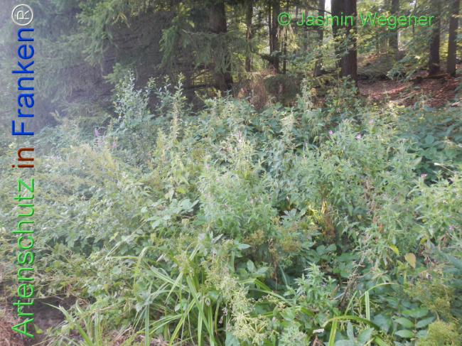 Bild zum Eintrag (1146693-160)