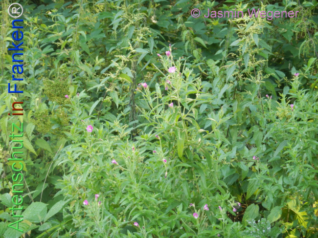 Bild zum Eintrag (1146694-160)