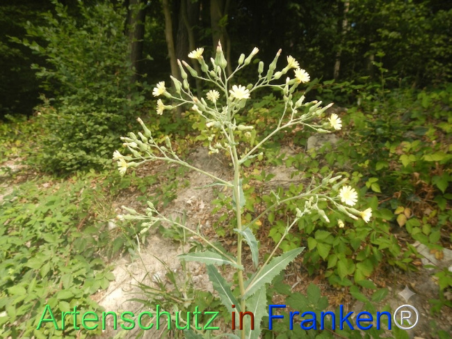 Bild zum Eintrag (1146728-160)