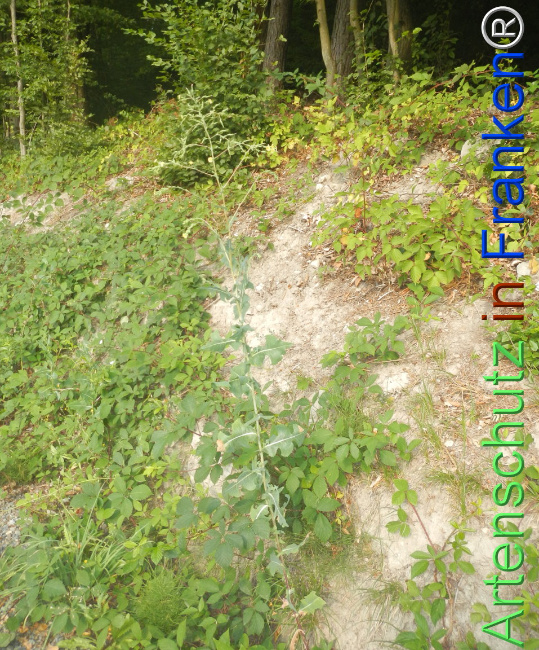 Bild zum Eintrag (1146735-160)