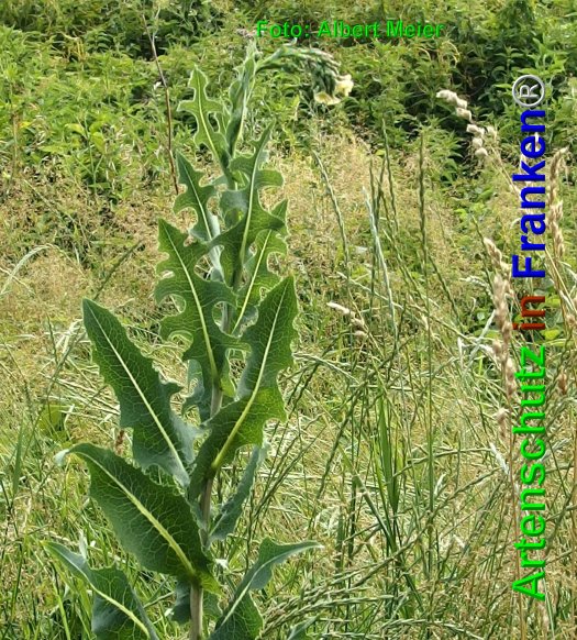 Bild zum Eintrag (1146736-160)