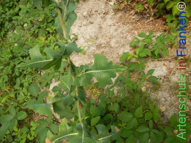 Bild zum Eintrag (1146739-160)