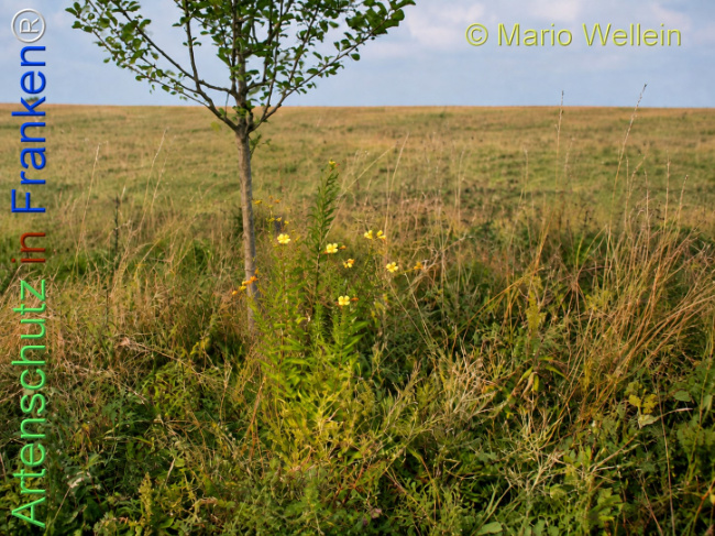 Bild zum Eintrag (1146783-160)
