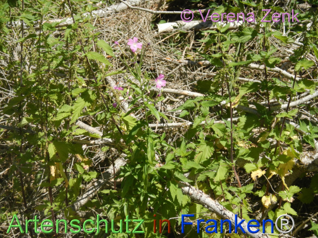 Bild zum Eintrag (1146827-160)
