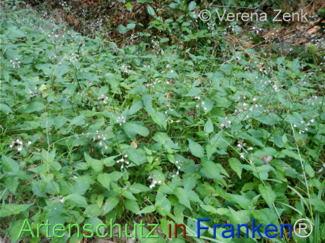 Bild zum Eintrag (1146866-160)