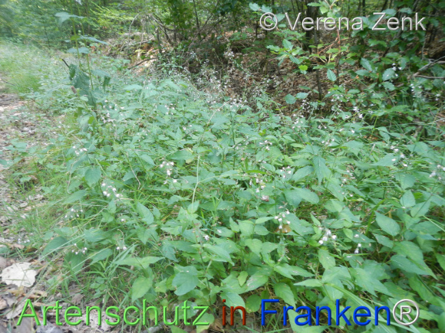 Bild zum Eintrag (1146867-160)