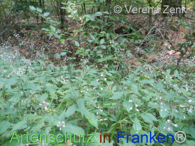 Bild zum Eintrag (1146868-160)