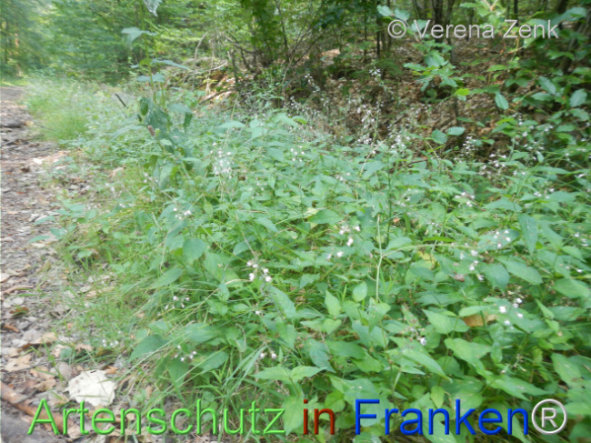 Bild zum Eintrag (1146869-160)