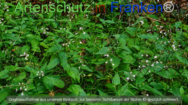 Bild zum Eintrag (1146870-160)