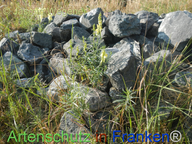 Bild zum Eintrag (1146936-160)