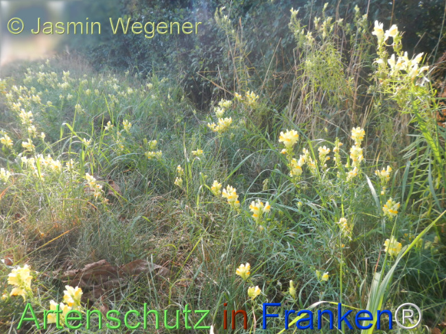 Bild zum Eintrag (1146939-160)