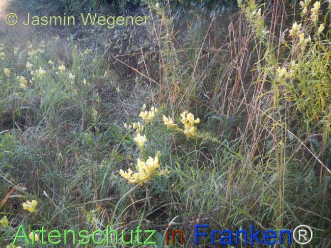 Bild zum Eintrag (1146940-160)