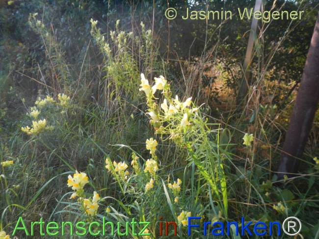 Bild zum Eintrag (1146941-160)