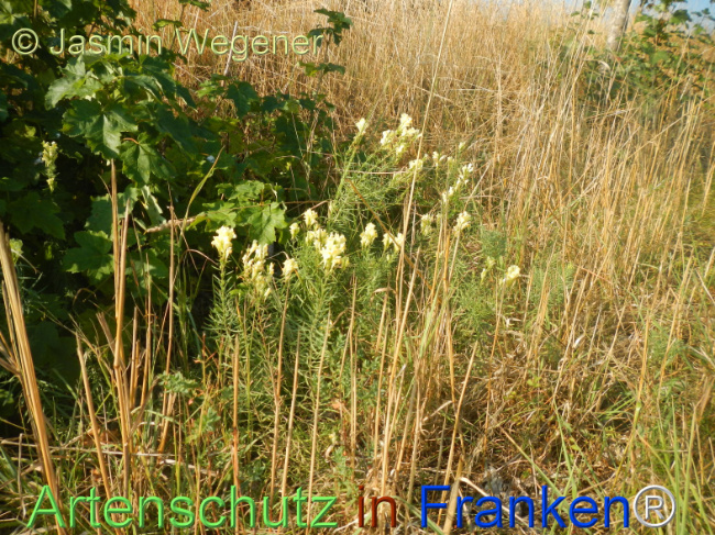 Bild zum Eintrag (1146945-160)