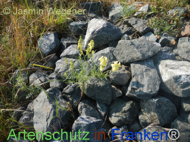 Bild zum Eintrag (1146946-160)