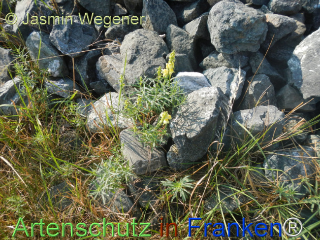 Bild zum Eintrag (1146948-160)