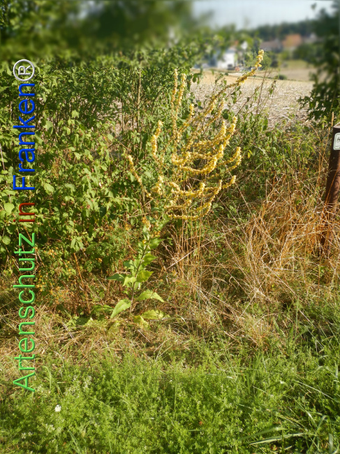 Bild zum Eintrag (1146995-160)