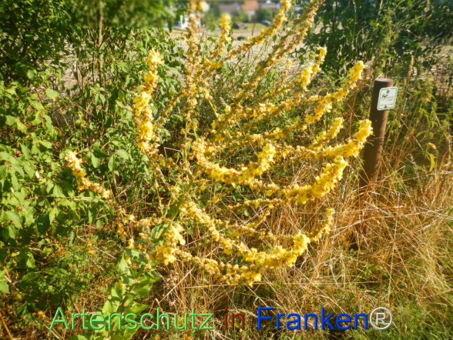 Bild zum Eintrag (1146998-160)
