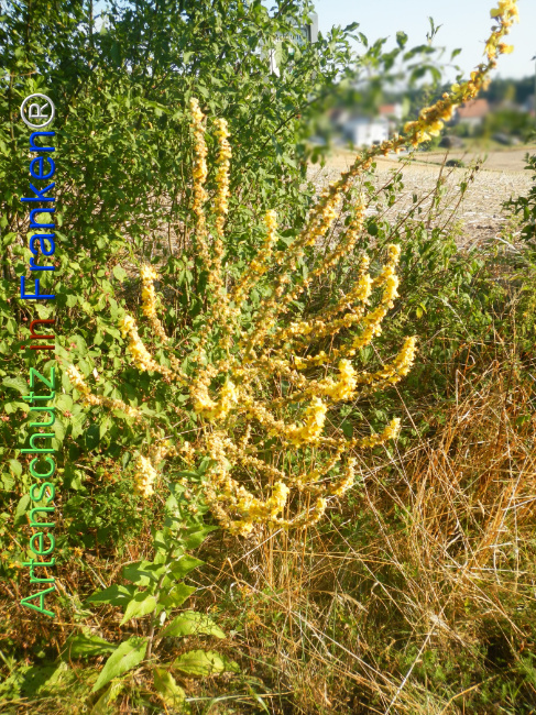 Bild zum Eintrag (1146999-160)