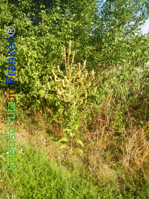 Bild zum Eintrag (1147000-160)