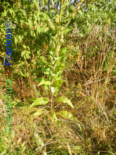 Bild zum Eintrag (1147001-160)