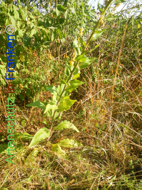 Bild zum Eintrag (1147002-160)